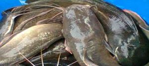 fish