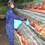 Poultry farmers lament