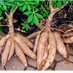 cassava