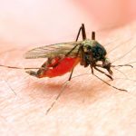 malaria-is-passed-on-by-the-anopheles-mosquito