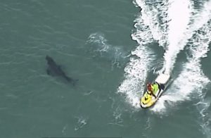 In this image made from aerial video, a jet ski passes over a shark swimming along the coast of Kingscliff, New South Whales, Australia, Sunday, June 7, 2020. A 60-year-old surfer was attacked and killed by a 3-meter (10-foot) shark off the coast of northern New South Wales state on Sunday, Australian police said. (ABC/CH7/CH9 via AP)