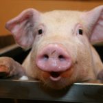 45-Small-Pig