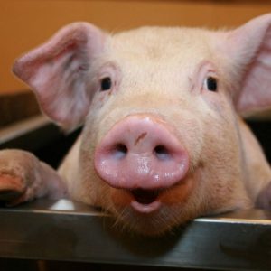 45-Small-Pig