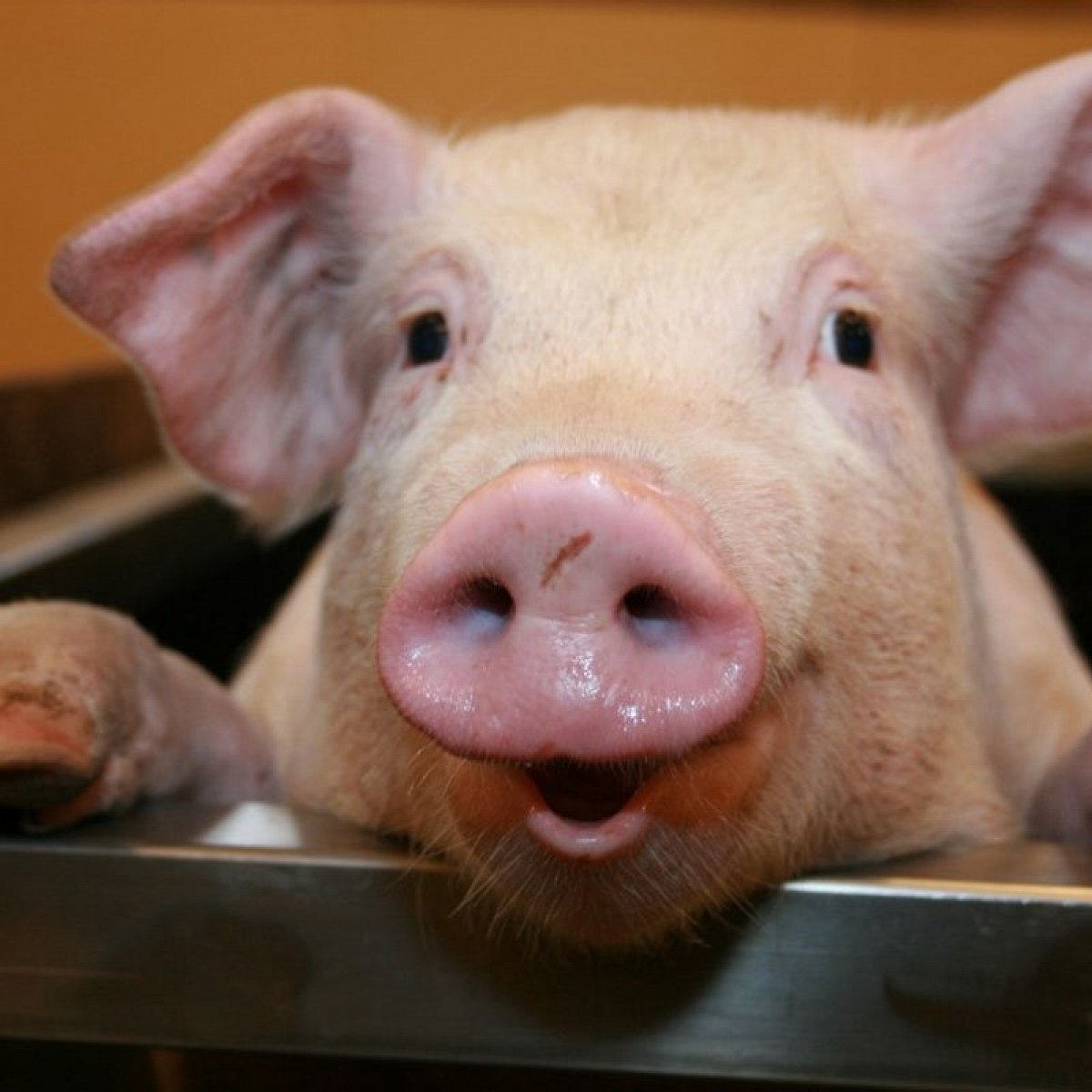 45-Small-Pig