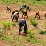 PIC. 15.   FARMERS WEEDING AT  DASS  IN BAUCHI ON WEDNESDAY (11/7/12).