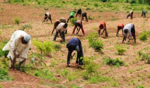 PIC. 15.   FARMERS WEEDING AT  DASS  IN BAUCHI ON WEDNESDAY (11/7/12).