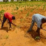 Stemming recurring herders:farmers clashes