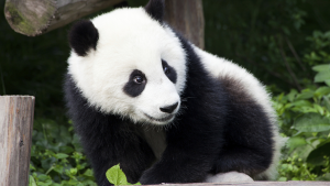 Wu-Wen-giant-panda