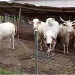 cattle ranch