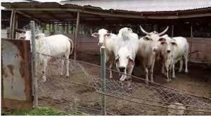 cattle ranch