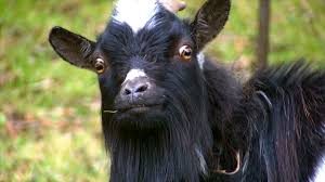 goat