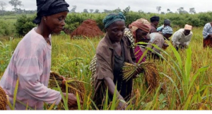 idps-farmers