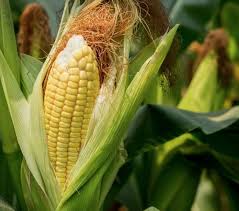 maize