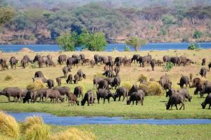 mana-pools-national-park-1024×680