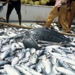 Fish-farmers-in-Action