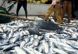 Fish-farmers-in-Action