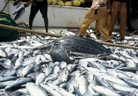 Fish-farmers-in-Action