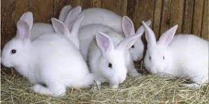 Rabbit
