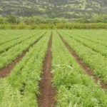 The National Agricultural Land Development Authority