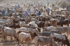 cattle