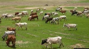 cow