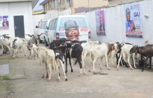 Johnson-Sallah-Rams-1