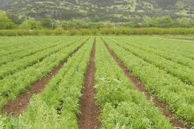 National Agricultural Land Development Authority