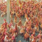 Poultry-farm