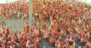 Poultry-farm