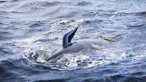 Australian rescuers confirm 94 whales saved after mass stranding