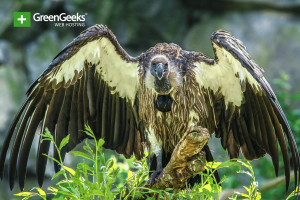 Endangered-Vultures
