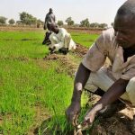 Rice-Farmers
