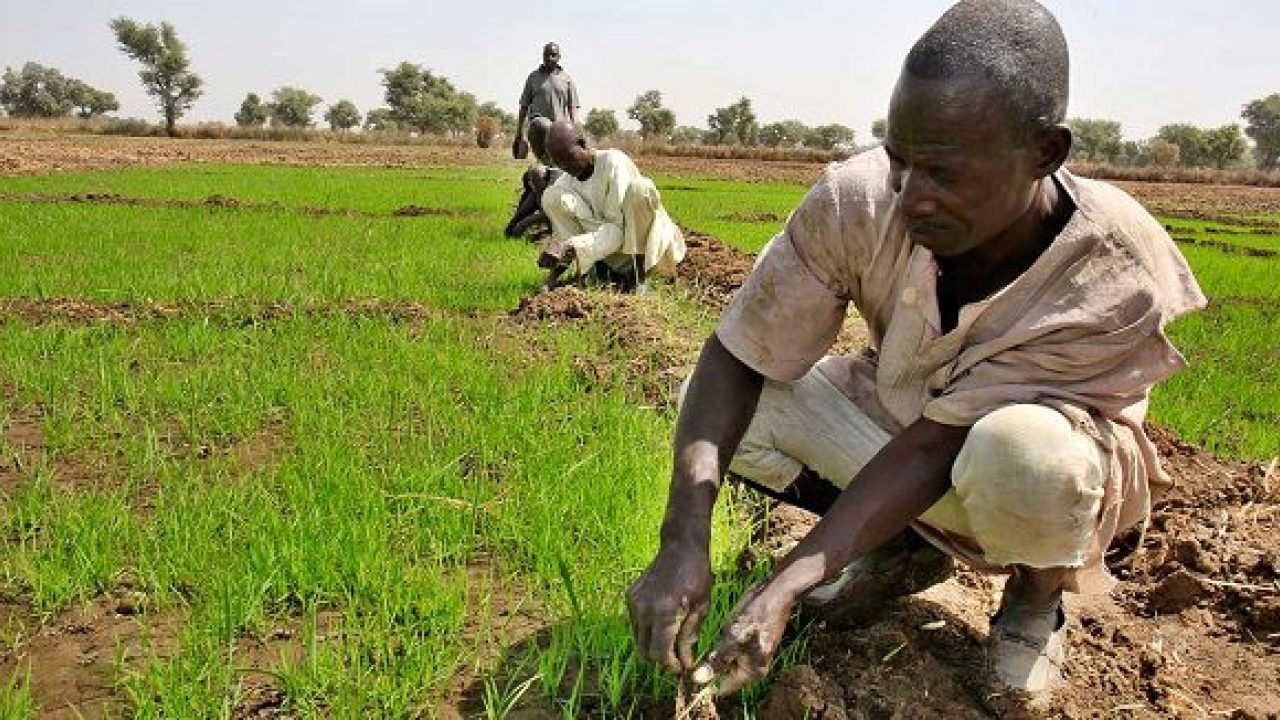 Rice-Farmers