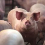 Activist calls out extortion of pig transporters on north-south highway