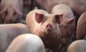 Activist calls out extortion of pig transporters on north-south highway