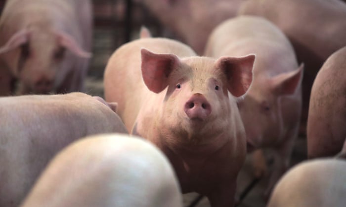 Activist calls out extortion of pig transporters on north-south highway