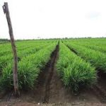 ginger production