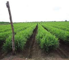 ginger production