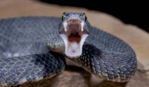 Snakebite