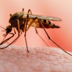 Cambodia reports 7,668 malaria cases in first 9 months