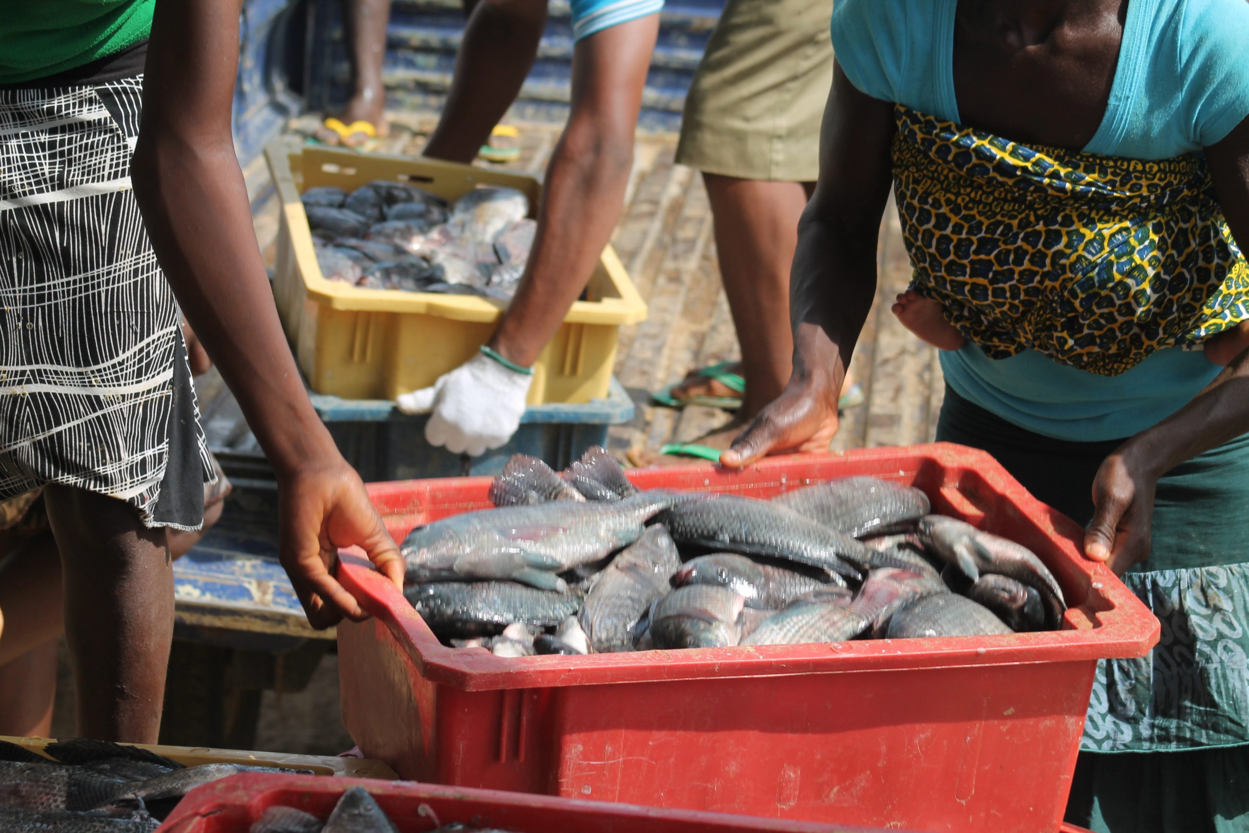 fish-farm-2