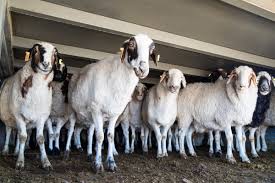 sheep