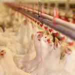 CBN boosts poultry sector with N12.5 billion loan