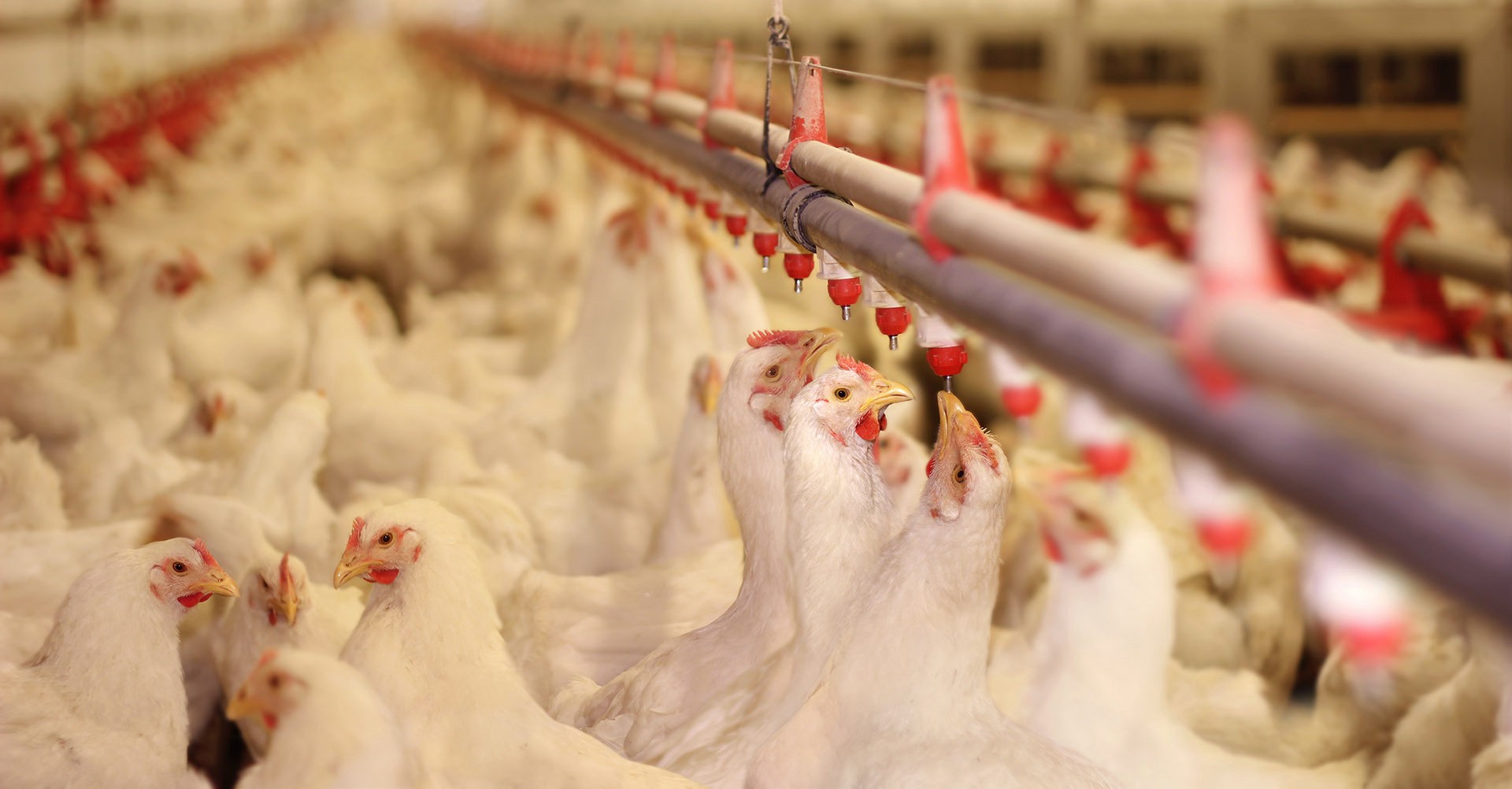 CBN boosts poultry sector with N12.5 billion loan