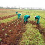 Crops-farmers