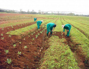 Crops-farmers
