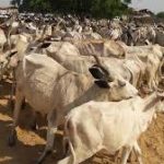Kebbi State distributes livestock to 2,778 pastoralists
