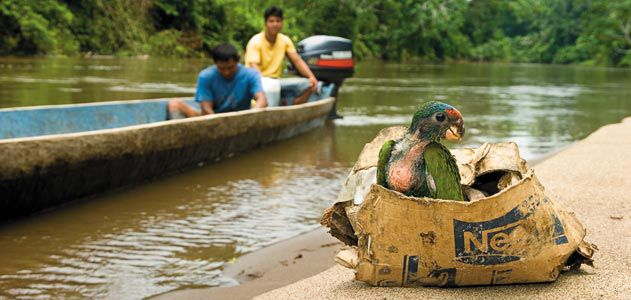 Wildlife-Trafficking-631