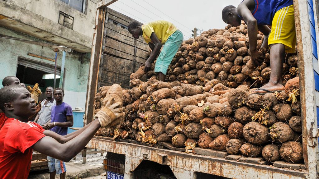 We need FG intervention to boost yam production in Nigeria – Tyolanga