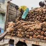 We need FG intervention to boost yam production in Nigeria – Tyolanga